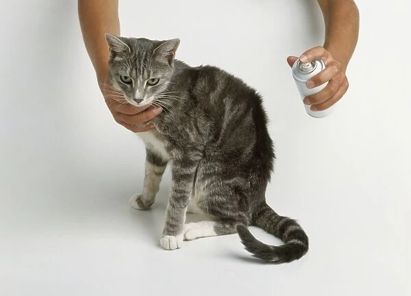 Spraying a tabby cat using a can of flea spray, close-up