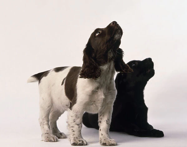 Springer spaniel and black labrador puppies looking up in anticipation