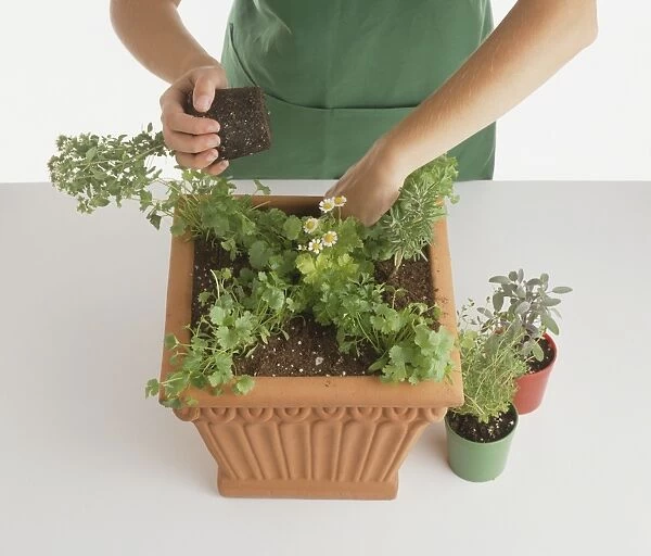 Square terracotta container, child planting sage, roseamry, thyme, marjoram and parsley in diagonal lines