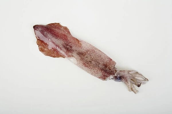 Squid, close-up