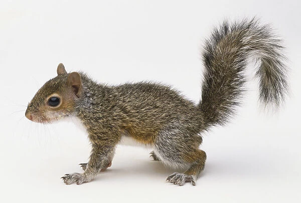 Squirrel (Sciuridae) on all fours, side view