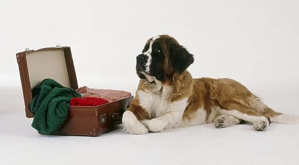 St Bernard dog lying down next to packed suitcase