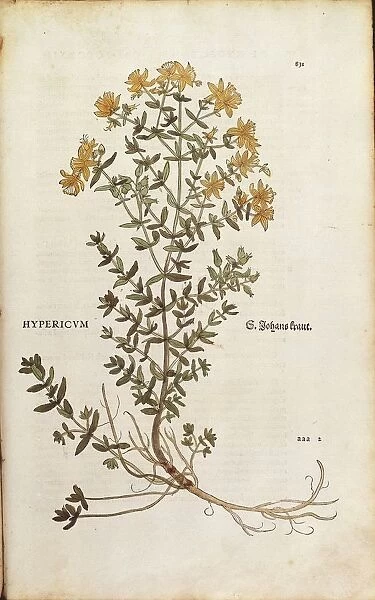 St Johns wort (Hypericum perforatum) by Leonhart Fuchs from De historia stirpium commentarii insignes (Notable Commentaries on the History of Plants) colored engraving, 1542