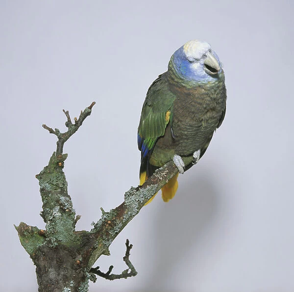 St. Vincent Amazon Parrot (Green Phase) perching on branch
