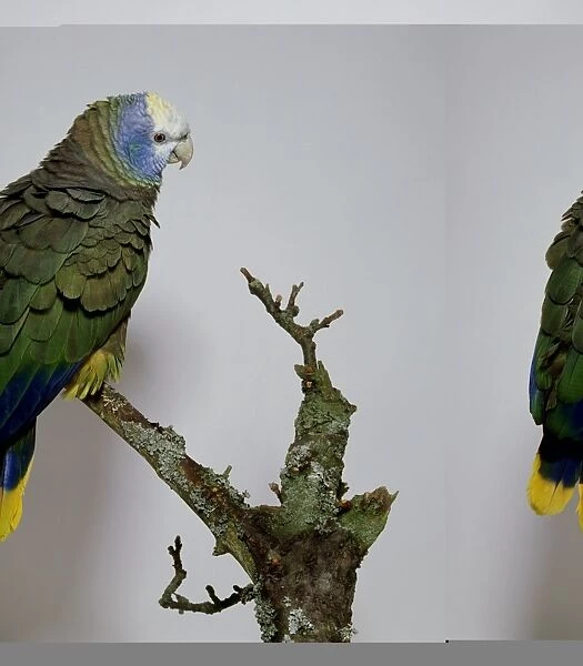 St Vincent parrot (Amazona guildingii) on a branch, side and rear view