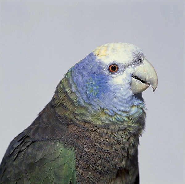 St. Vincent Parrot (Green Phase) with head in profile