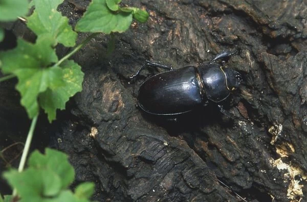 Stag Beetle (Lucanus cervus) perched on tree bark, close up