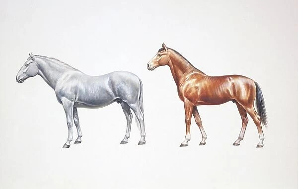 Standard bred horse and american standardbred (Equus caballus), illustration
