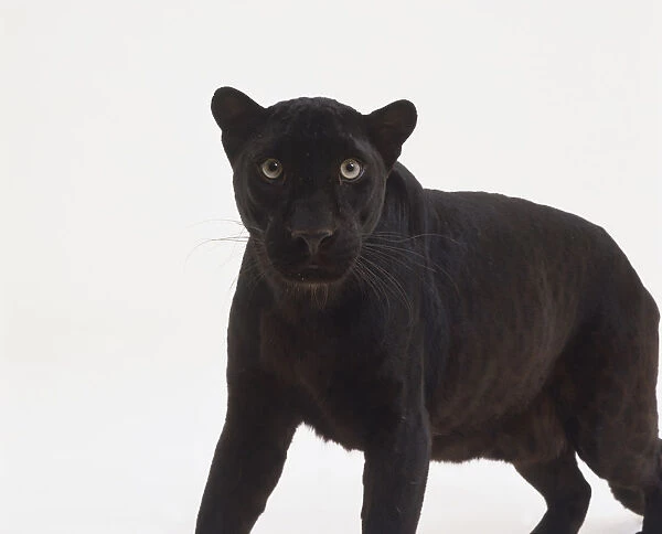Standing Black Panther (Panthera pardus), looking at camera