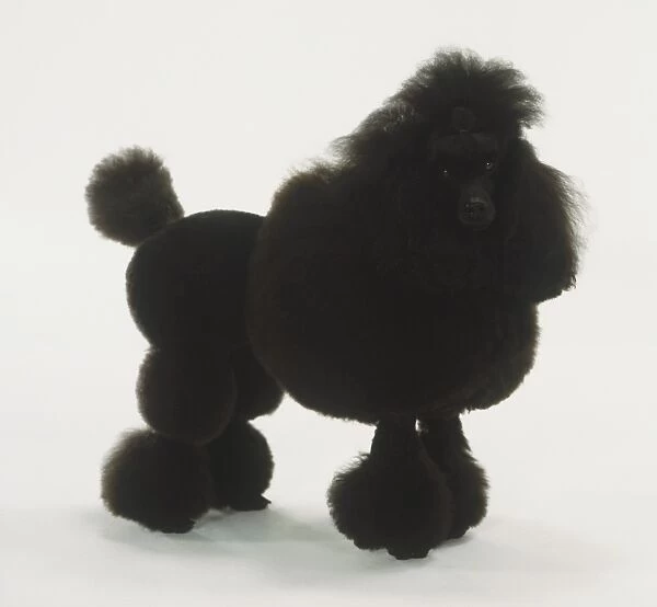 Standing Black Poodle (Canis familiaris), side view