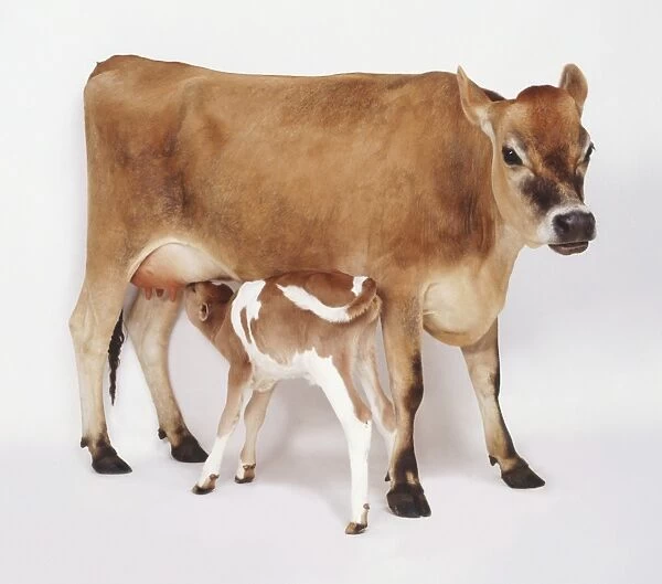 Standing Brown Cow (Bos taurus) and suckling Calf, side view