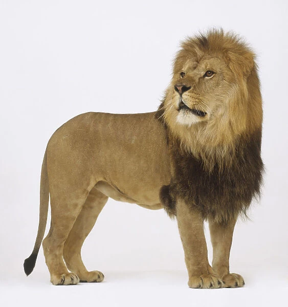 Standing Lion (Panthera leo) looking sideways, side view