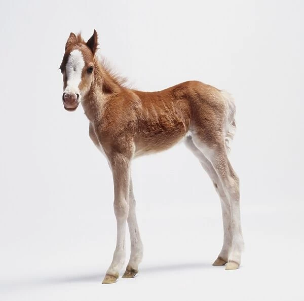 Standing two week-old Foal (Equus caballus), side view