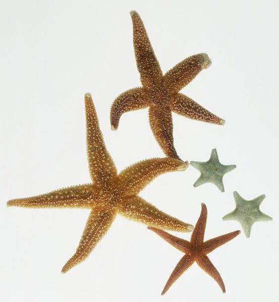 Five Starfish (Asterias rubens), close up