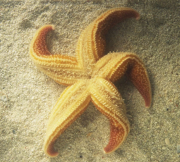 Starfish (Asteroidea) on its back