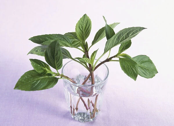 Stems of Thai basil in glass of water