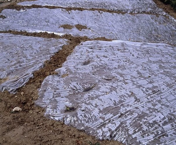 Sterilized soil covered with plastic sheeting