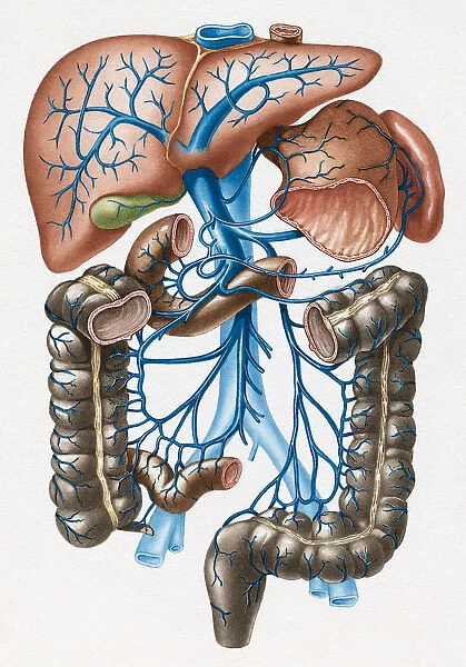 Stomach, Spleen, Liver and Intestines and Venous Drainage into Portal Vein