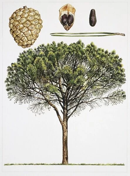 Stone Pine (Pinus pinea), illustration