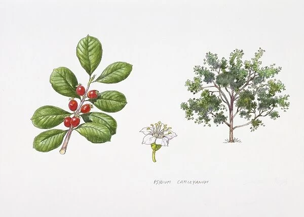 Strawberry guava (Psidium cattleianum) plant with flower, leaf and berry, illustration