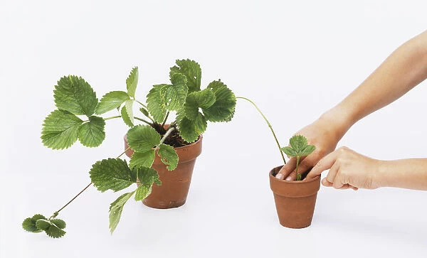 A strawberry plant in a flower pot, and a person transplanting a plantlet into smaller flower pot