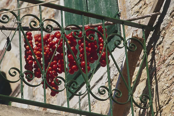 String of tomatoes hanging out to dry in the autumn sunshine, on the balcony of a Greek house