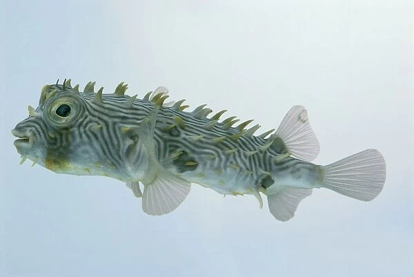 Striped burrfish (Chilomycterus schoepfi), a type of porcupinefish, side view