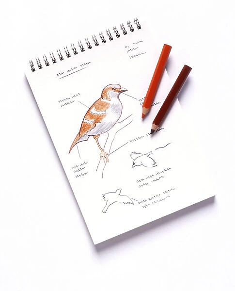 Study of sparrow on branch and in flight, on spiral-bound notebook