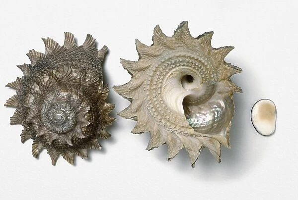 Sunburst star turban shell (Astraea heliotropium), top and underside view and outer side of operculum