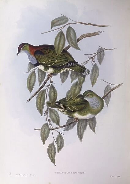 Superb fruit-dove (Ptilinopus superbus), Engraving by John Gould