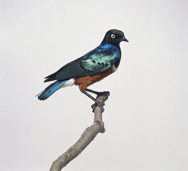 Superb starling (Lampropeltis superbus), perching on branch, side view