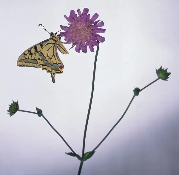 Swallowtail Butterfly perched on Field Scabious Flower
