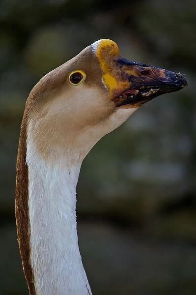 Swan Goose. Cygnopsis Cygnoides