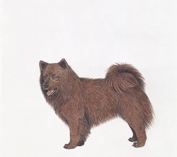 Swedish Lapphund, illustration