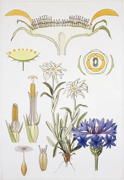 Symphyandra, Campanulaceae and Asteraceae, illustration