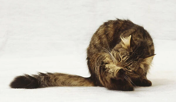 Tabby cat grooming itself, twisting body to lick fur on inner side of back leg, white whiskers, long bushy tail