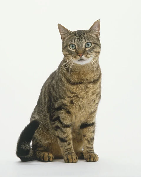 A tabby cat in a seated position