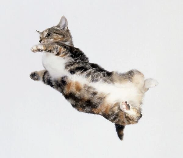 Tabby cat twisting body in mid-air