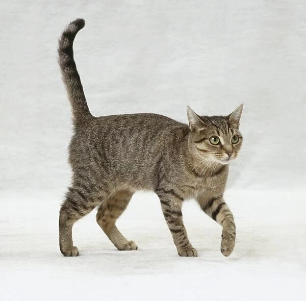 Tabby cat walking forwards