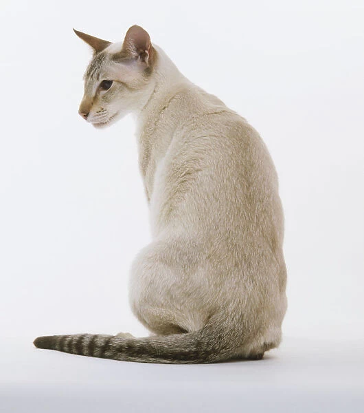 Tabby Point Siamese Cat (Felis catus) looking to the side, view from behind
