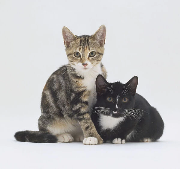 Tabby and white kitten seated with a black and white kitten, both non-pedigree s