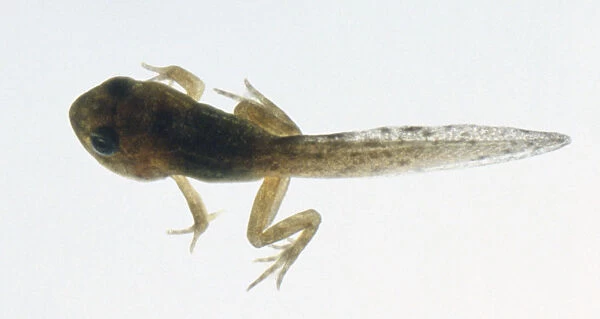Tadpole swimming, rear frog-like legs bending, long thick tail behind, toed feet, above view