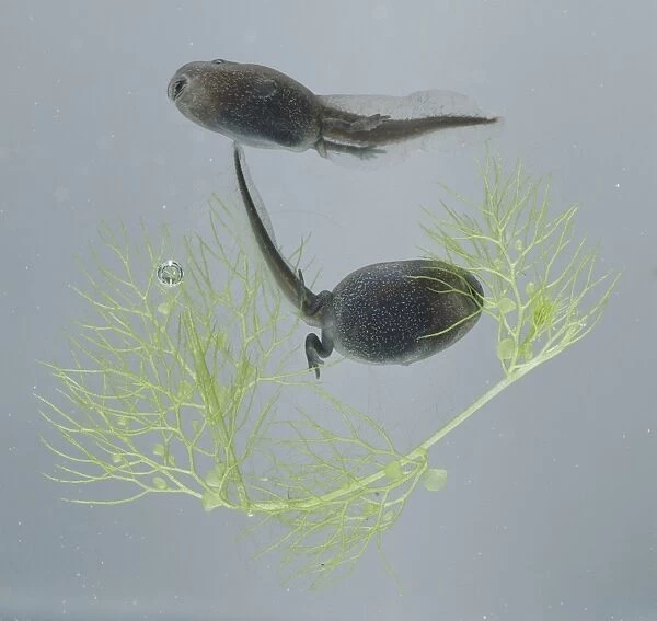 Two tadpoles with legs in water with weeds