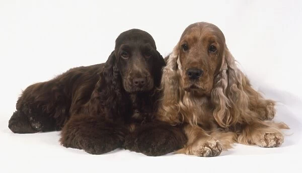 Tan and brown English Cocker Spaniels (Canis familiaris) lying down side by side, front view