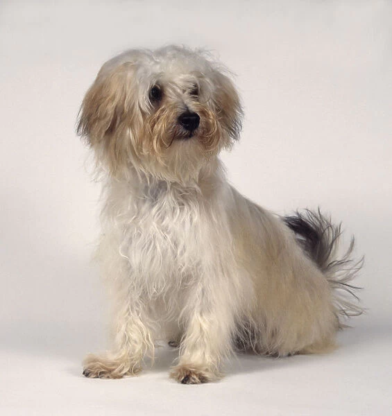 Tan and white Bichon-Yorkie (Bichon Frise and Yorkshire Terrier) cross-bred semi-longhaired dog, sitting