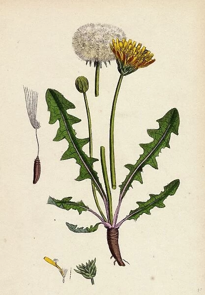 Taraxacum officinale; Common Dandelion