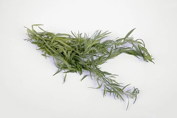 Tarragon on white background, close-up