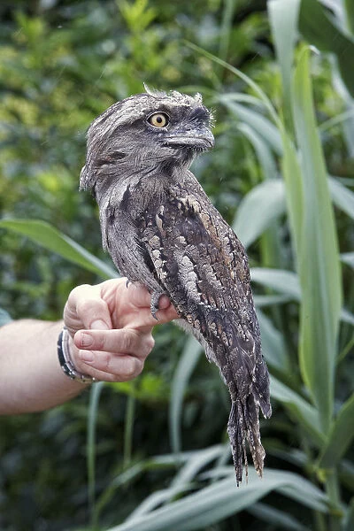 Tawny Frogmouth (Podargus strigoides) perching on hand