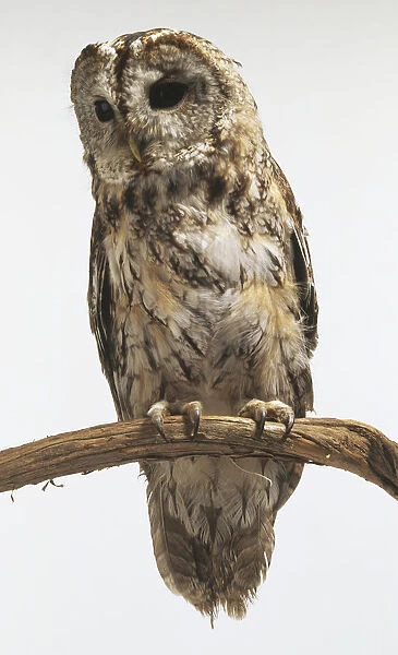 Tawny Owl (Strix aluco), perching on branch