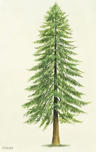 Taxodiaceae Coast Redwood Sequoia Sempervirens, illustration